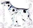 Dalmation Button