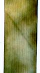 Mossy Rock ribbon